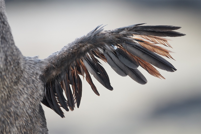 Flightless-Cormorant-wing-detail-_BUP7168-Punta-Albemarle-Isabela-Galapagos-1