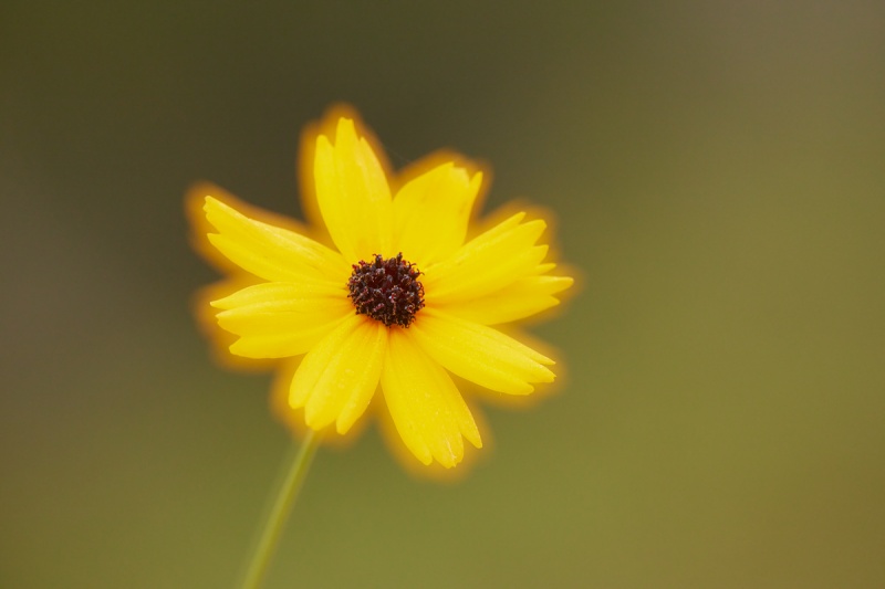 Florida-Tickseed-soft-sharp-blur-_Q5A0220-Indian-Lake-Estates-FL-1