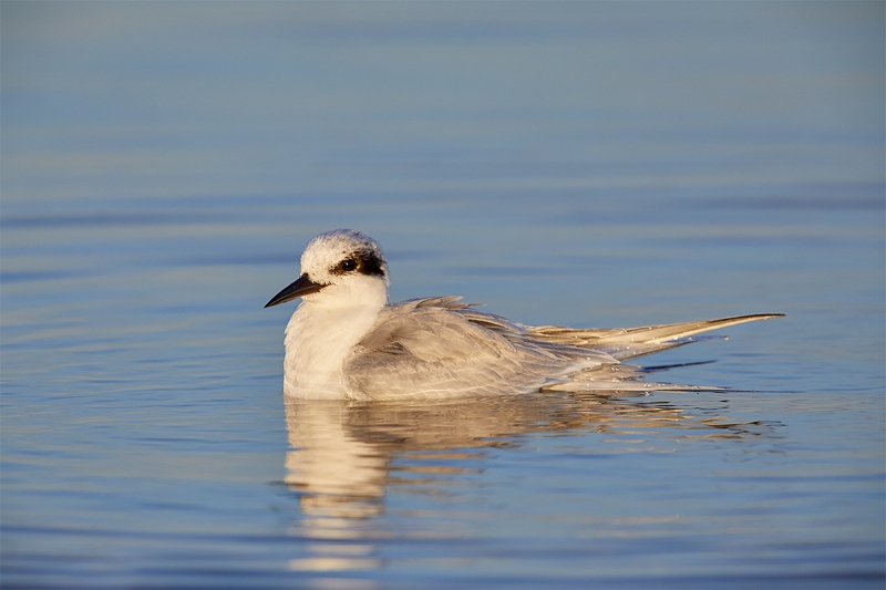 Forsters-Tern-soaking-_W5A8303-Fort-DeSoto-Park-Pinellas-County-FL-1