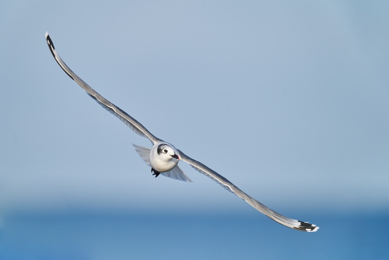 Frankliins-Gull-adult-winter-in-flight-_A927656-South-Padre-Island-TX-1