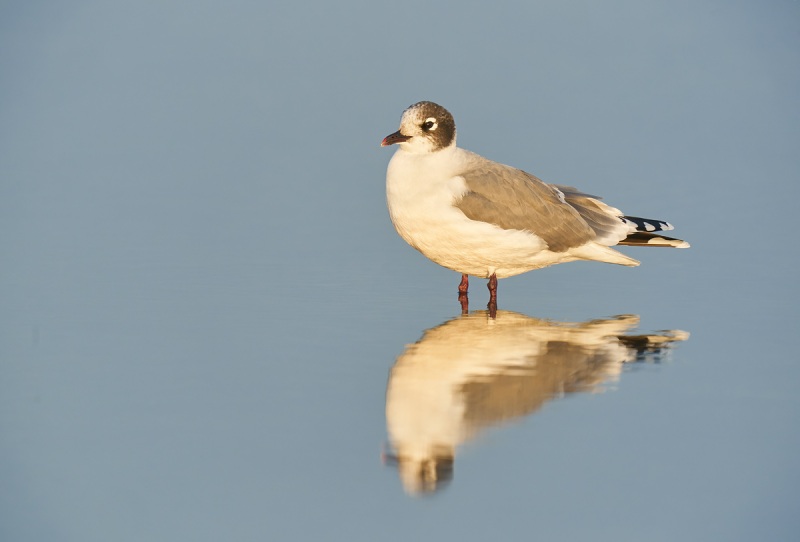 Franklins-Gull-adult-winter-_A925986-South-Padre-Island-TX-1