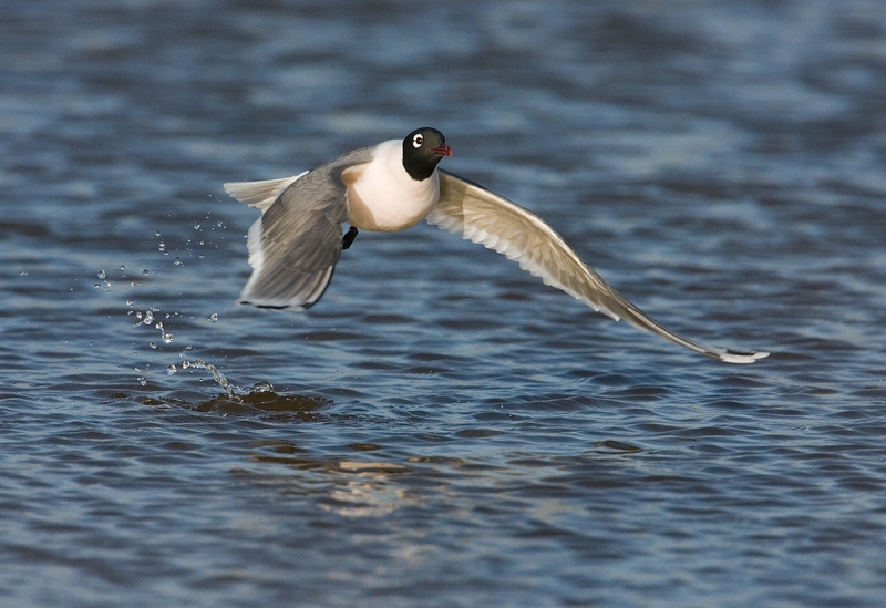 Franklins-Gull-after-drink-_J7X0585-South-Padre-Island-TX