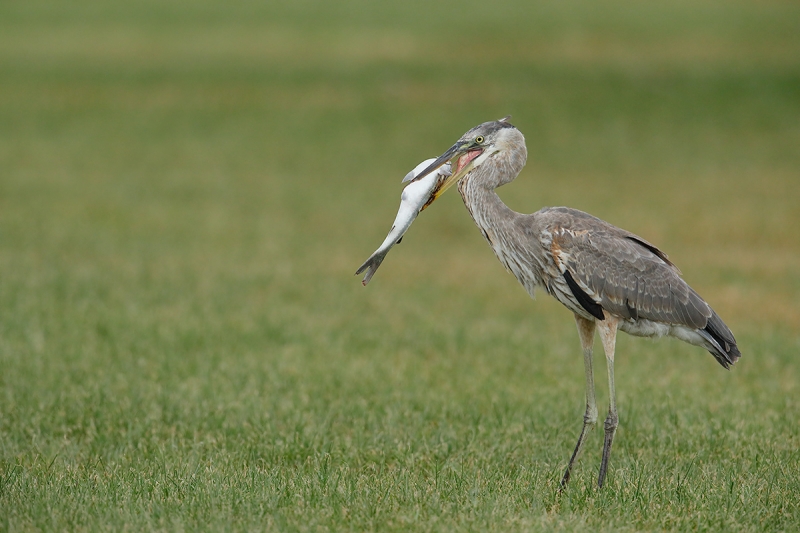 GBH-_W5A2729--Fort-DeSoto-County-Park,-FL