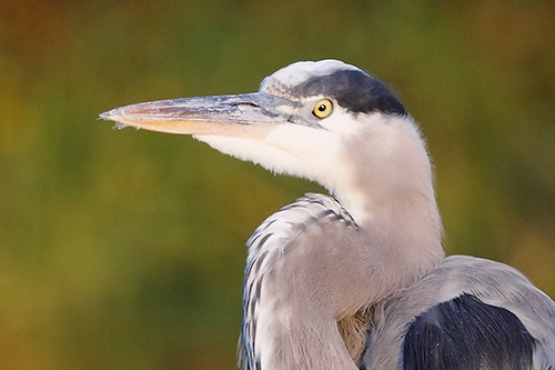 GBH-face