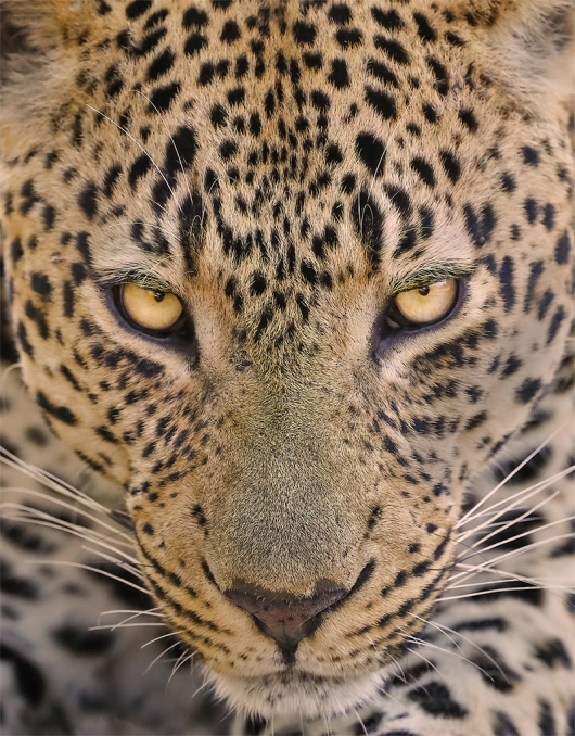 GG-Male-Leopard-Face