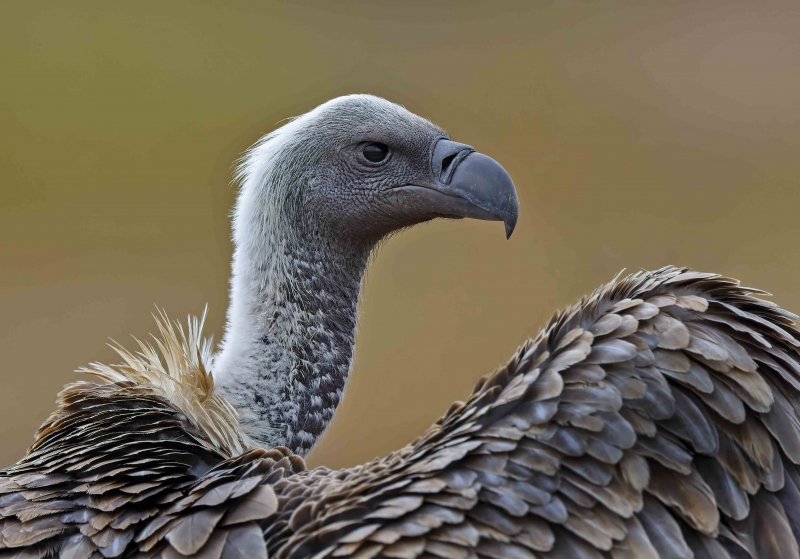 GG-White-Backed-Vulture-