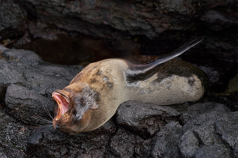 Galapagos-Fur-Seal-female-yawning-A-_A7R5103-James-Bay-Puerto-Egas-Santiago-Galapagos-1