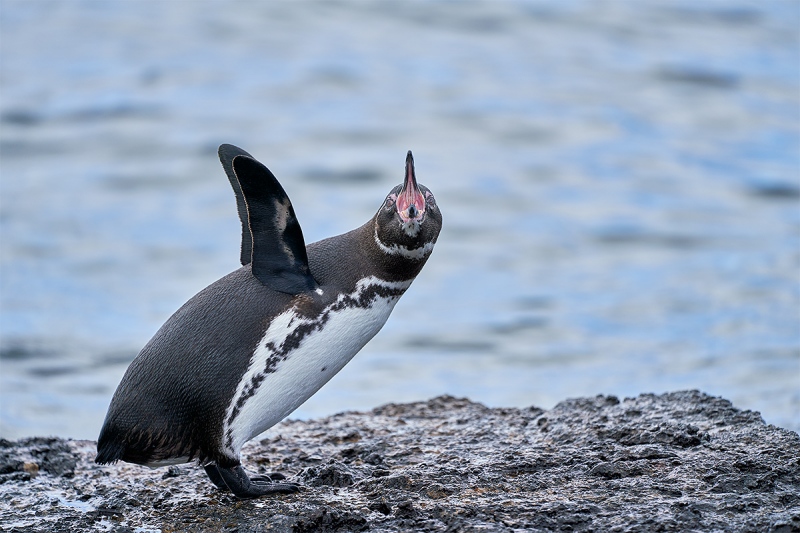 Galapagos-Penguin-A-double-overhead-wing-stretch-_A7R0179-Punta-Moreno-Isabela-Galapagos-1