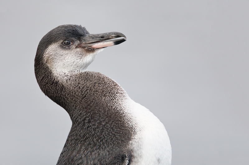 Galapagos-Penguin-A-immature-_W5A3728-Punta-Morena,-Galapagos