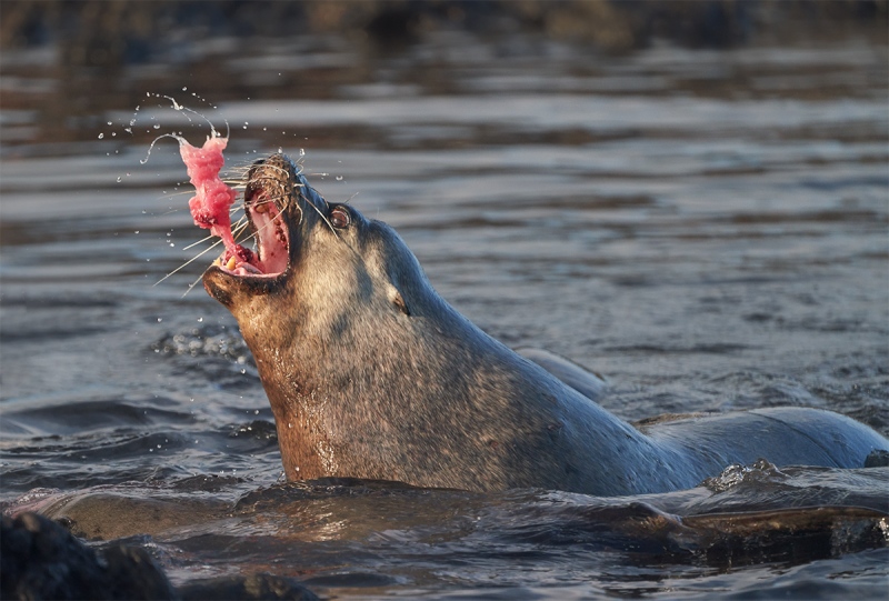 Galapagos-Sea-Lion-a-eating-fresh-tuna-chunk-_A7R8614-Punta-Albemarle-Isabela-Galapagos-1