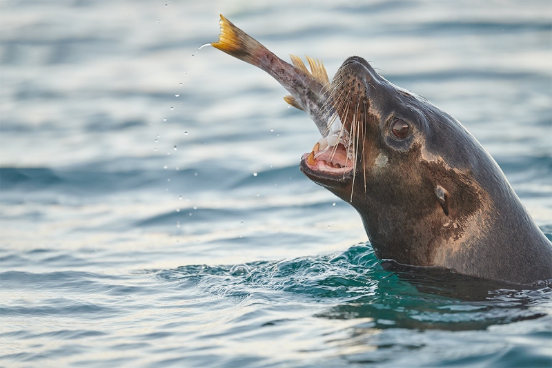 Galapagos-Sea-Lion-a-with-camotillo-bass-_BUP8034-Elizabeth-Bay-Isabela-Galapagos