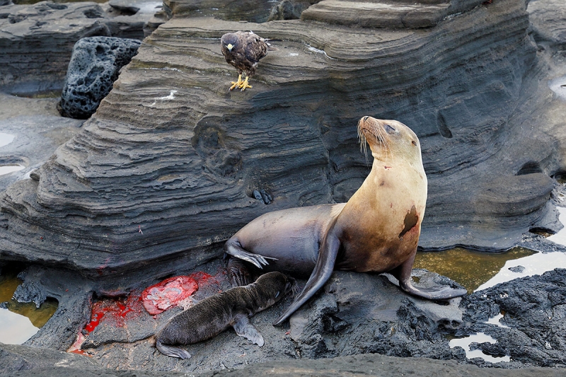 Galapagos-Sea-Lion,-newborn-pup,-placenta,-&-Galapapsgos-Hawk-_P3A9507-James-Bay,-Puerto-Egas,-Galapagos,-Ecuador