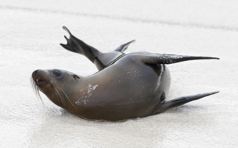 Galapagos-Sea-Lion-playing-_P3A5051-Gardener-Bay,-Espanola-(Hood-Island),-Galapagos