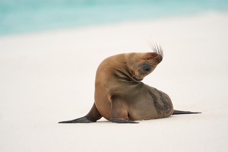 Galapagos-Sea-Lion-pup-stretching-A-_A7R2018-Gardner-Bay-Espanola-Hood-Island-Galapagos-1