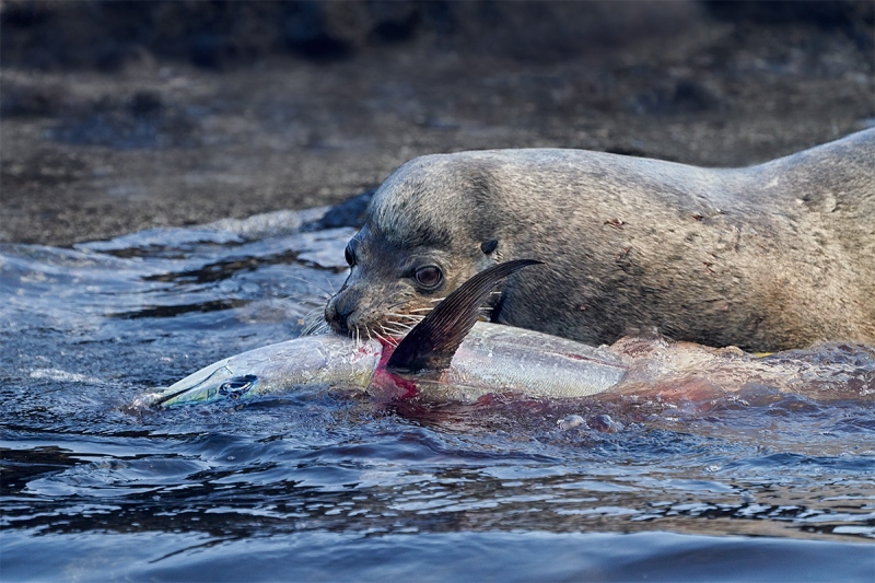 Galapagos-Sea-Lion-with-tuna-NIK-_A7R8555-Punta-Albemarle-Isabela-Galapagos-1