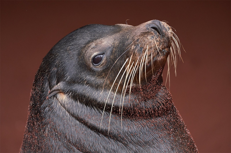 Galapagos-SeaLion-head-and-neck-_A7R5521-Rabida-Galapagos-1