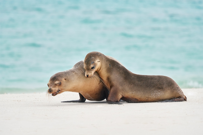 Galapagos-Sealions-playing-_A7R2418-Gardner-Bay-Espanola-Hood-Island-Galapagos-1