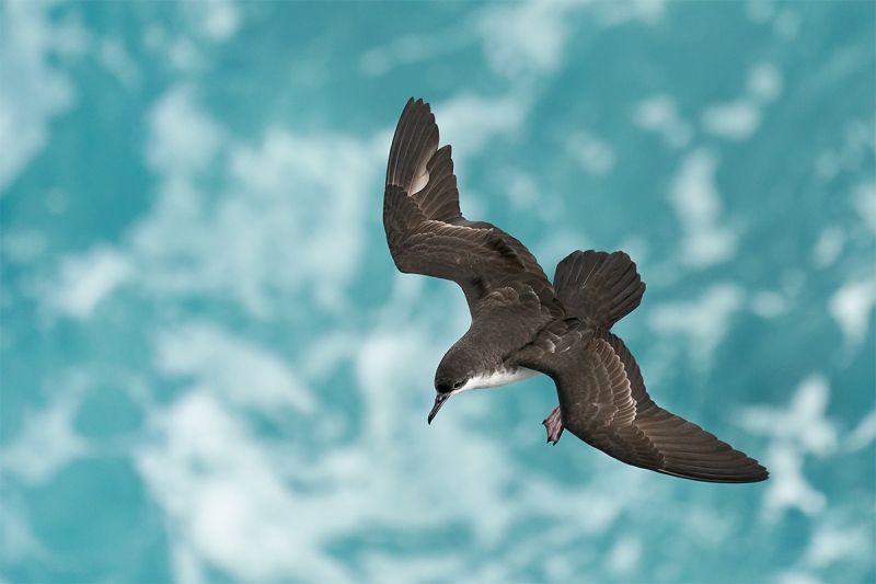 Galapagos-Shearwater-a-dorsal-view-in-flight-adult