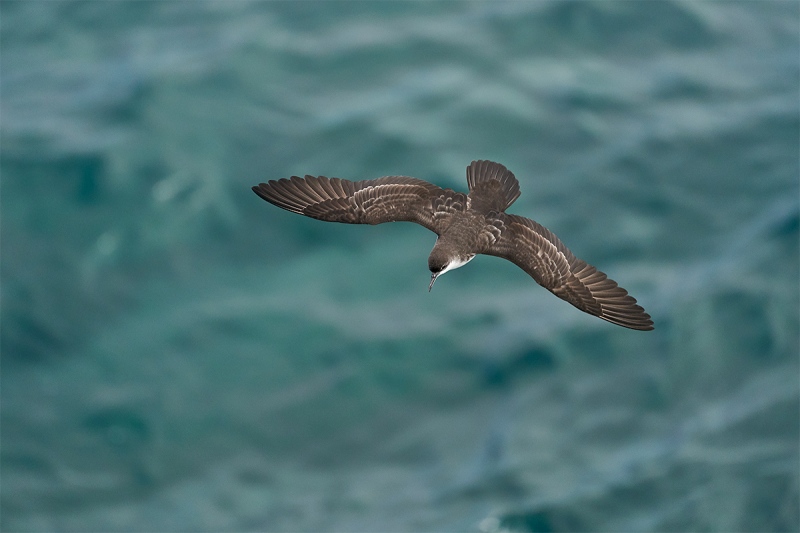 Galapagos-Shearwater-a-dorsal-view-in-flight-juvenile