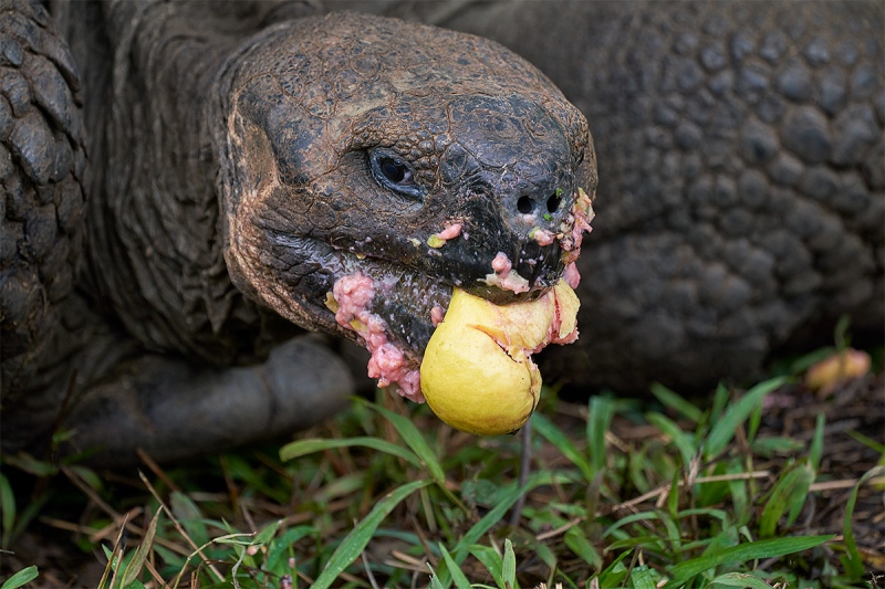 Galapagps-Tortoise-eating-guava-fruit-A-_A7R1172-Puerto-Ayora-Santas-Cruz-Galapagos-1