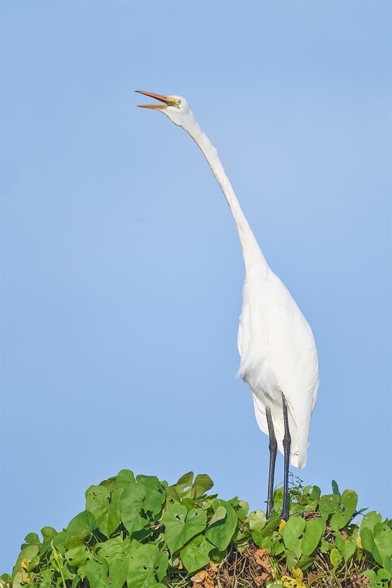 Geat-Egret-juvenile-calling-_7R44456-Indian-Lake-Estates-FL-1