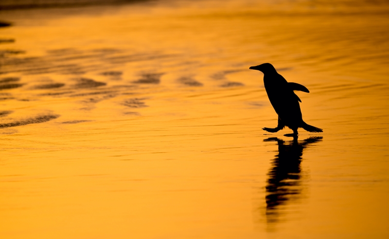 Gentoo-Penguin-entering-surf-at-dawn-_MAI4316--Volunteer-Point,-The-Falklands