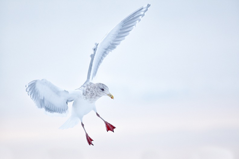 Glaucous-winged-Gull-landing-on-snow-bank-_W3C3319-Homer-AK