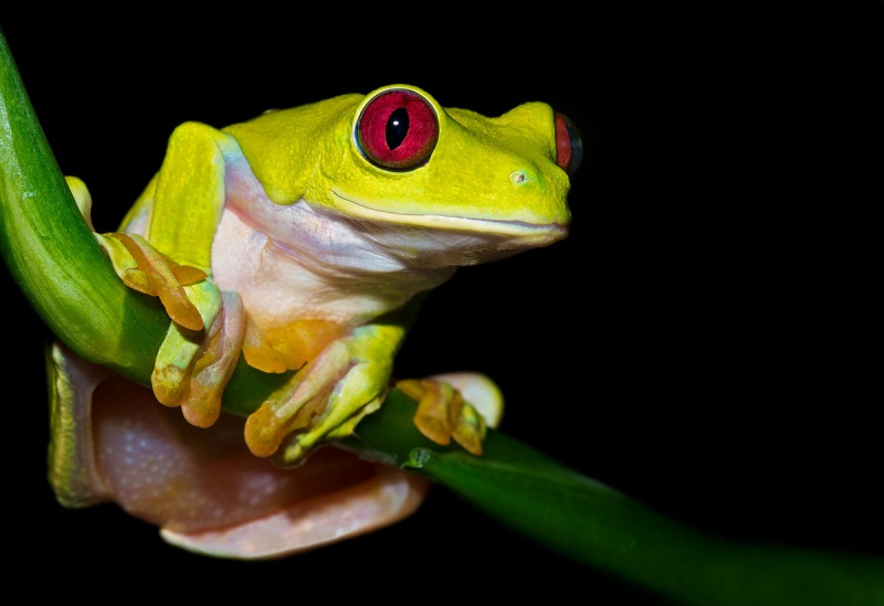 Gliding-Leaf-Frog_1