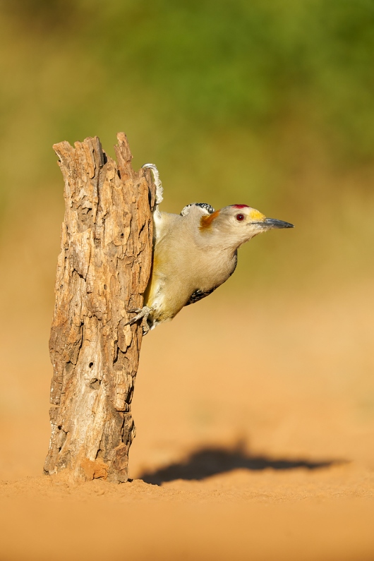 Golden-fronted-Woodpecker-on-post-_A924687-Santa-Clara-Ranch-Starr-County-TX-1