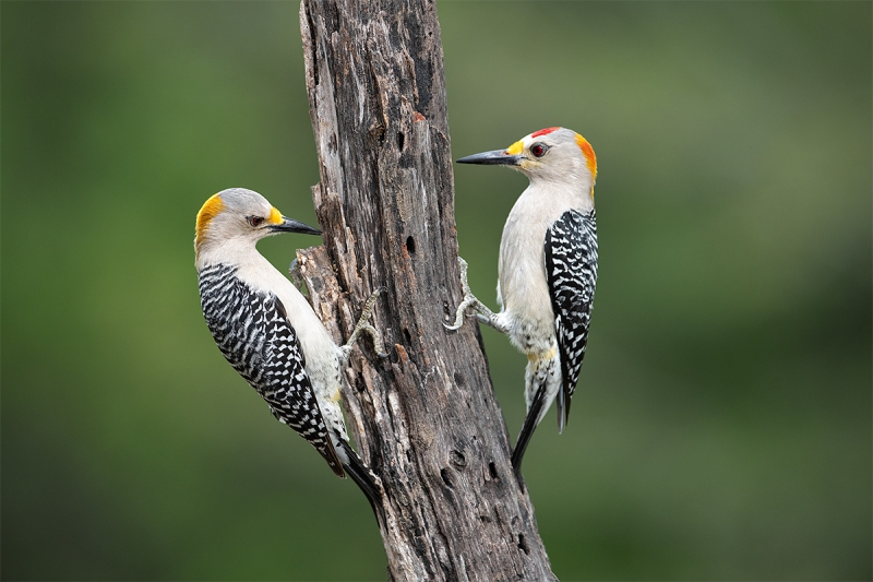 Golden-fronted-Woodpecker-pair-_MAI4911-Ramirez-Ranch-Roma-TX