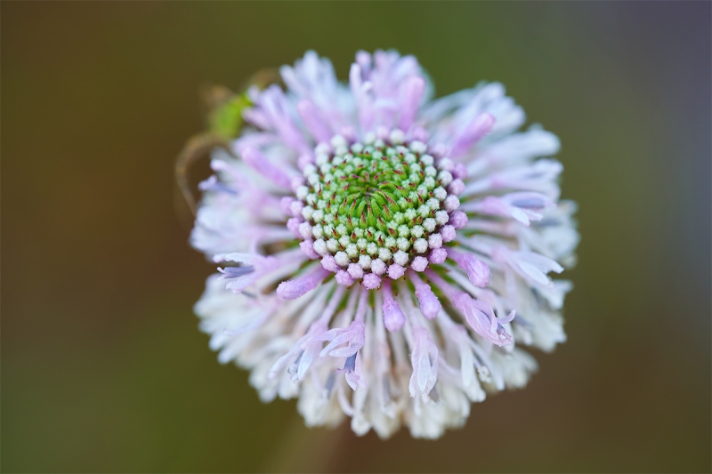 Grassleaf-Barbaras-Buttons-Marshallia-graminifolia_7R47313-Indian-Lake-Estates-FL-1