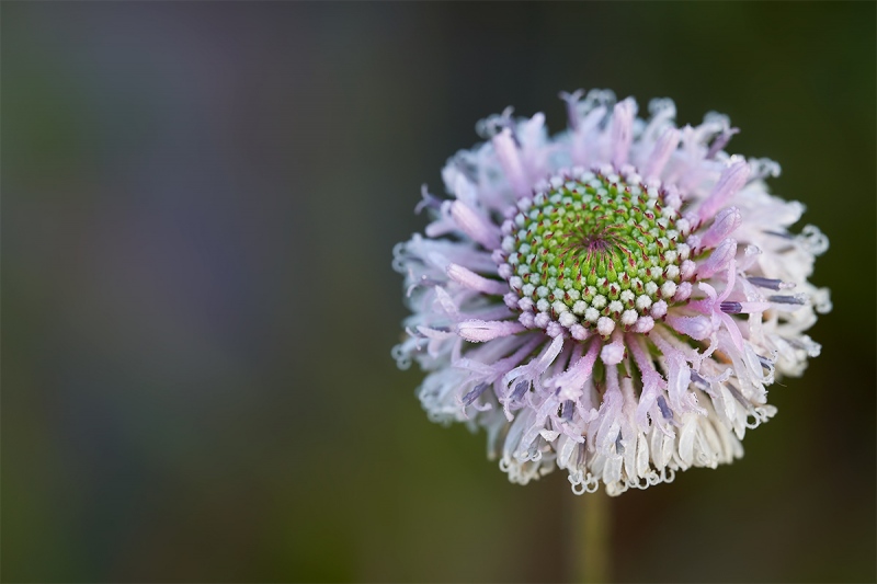 Grassleaf-Barbaras-Buttons-lighter-center-Marshallia-graminifolia-_7R47250-Indian-Lake-Estates-FL-1