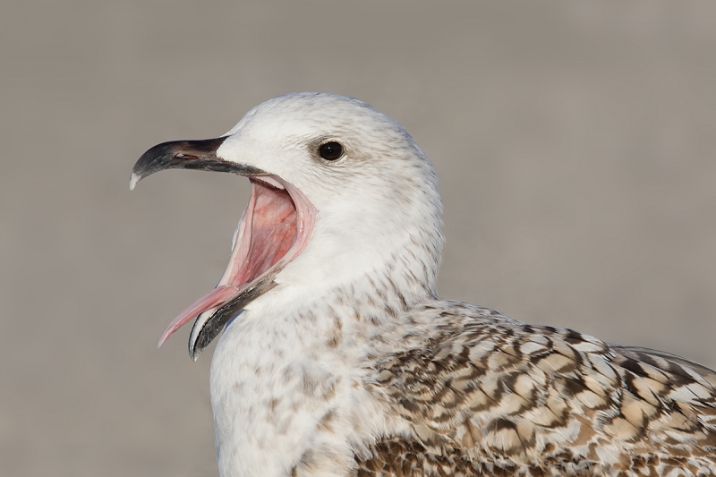 Great-Black-backed-Gull-1st-winter-calling-_W5A0481--Long-Island,-NY