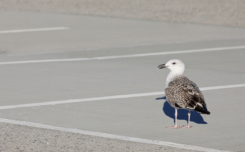 Great-Black-backed-Gull-1st-winter-in-parking-field