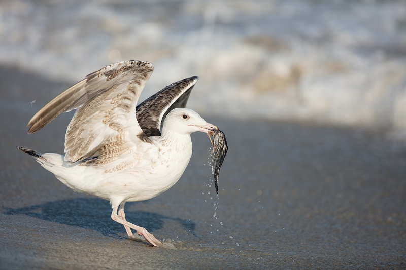 Great-Black-backed-Gull----juvenile-w-skimmer-wing--_T0A3214-Nickerson-Beach,-LI,-NY