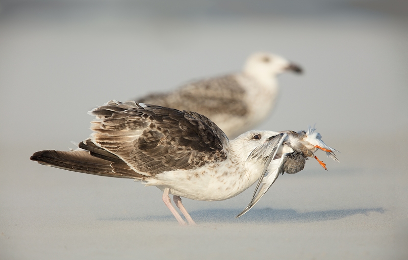 Great-Black-backed-Gulll-juvenile-swallowing-young-Common-Tern-_T0A3875-Nickerson-Beach,-LI,-NY