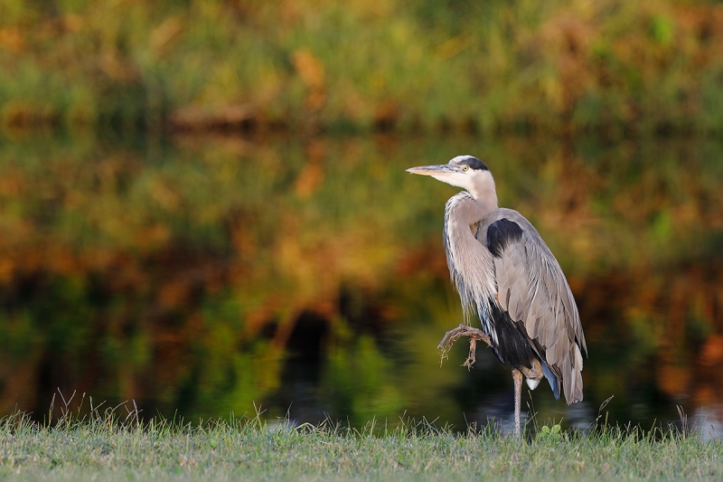 Great-Bllue-Heron-fall-foliage-_W5A0464--Indian-Lake-Estates,-FL