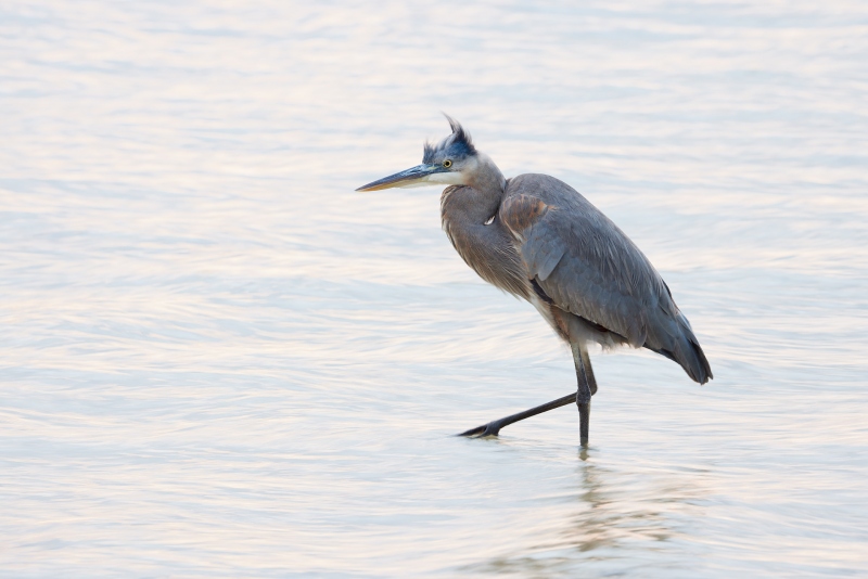 Great-Blue-Heron-1-8-sec-DESAT-_Q5A7202-Tierra-Verde-FL-1