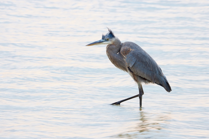 Great-Blue-Heron-1-8-sec-_Q5A7202-Tierra-Verde-FL-1