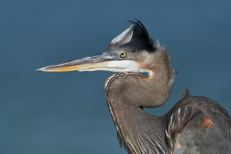 Great-Blue-Heron-1200mm-_7R45423-Fort-DeSoto-Park-Tierra-Verde-FL-1