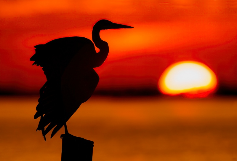 Ardea herodias; Great Blue Heron