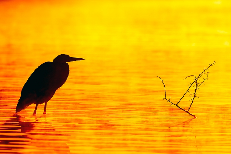 Great-Blue-Heron-and-tiny-mesquiute-tree-_J1I9300--Gilbert-Water-Ranch,-Phoenix,-AZ