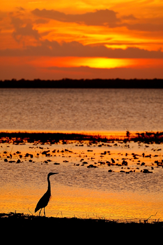 Great-Blue-Heron-at-sunset-_P3A0939--Indian-Lake-Estates,-FL