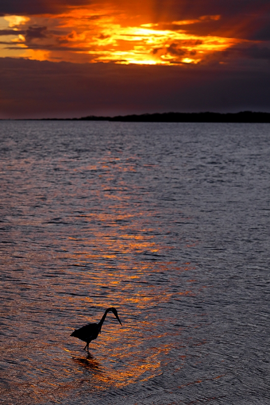 Great-Blue-Heron-at-sunset-_P3A3171-Fort-DeSoto-Park,-Pinellas-County,-FL