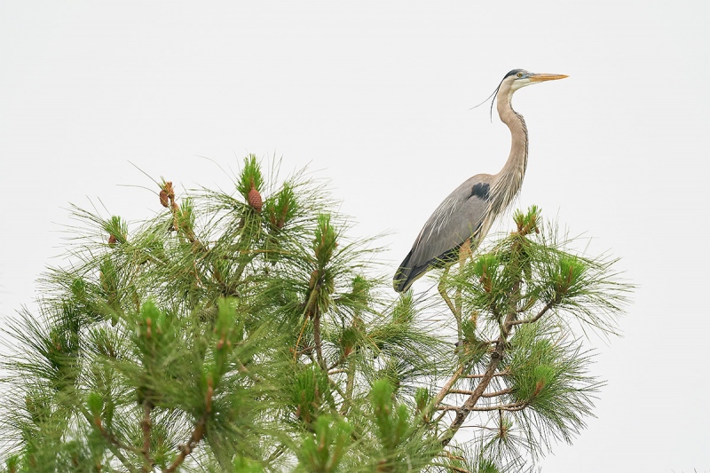 Great-Blue-Heron-atop-pine-tree-_A9B7809-Indian-Lake-Estates-FL-1