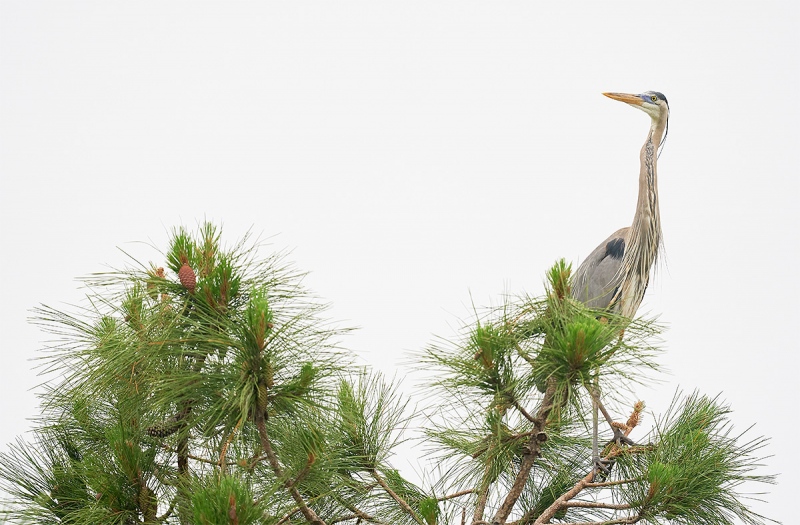 Great-Blue-Heron-atop-pine-tree-_A9B7816-Indian-Lake-Estates-FL-1