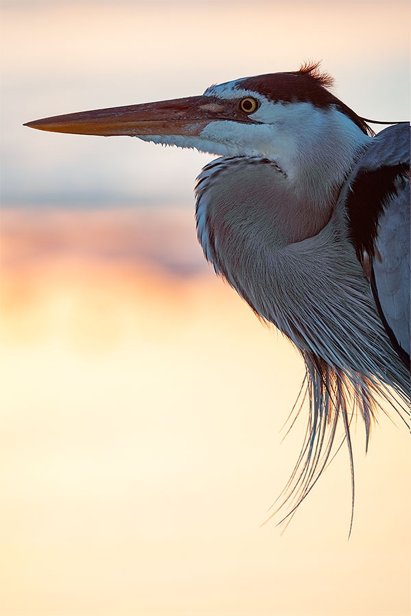 Great-Blue-Heron-backlit-at-sunrise-_MAI6742-Fort-DeSoto-Park,--Tierra-Verde,-FL