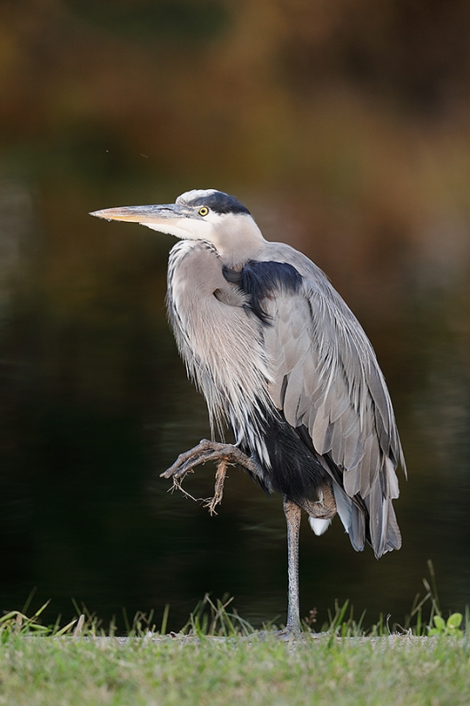 Great-Blue-Heron-by-canal-_W5A0506--Indian-Lake-Estates,-FL
