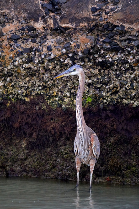 Great-Blue-Heron-by-derelict-battery-_W5A8338-Fort-DeSoto-Park-Pinellas-County-FL-1