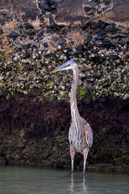 Great-Blue-Heron-by-derelict-battery-_W5A8338-Fort-DeSoto-Park-Pinellas-County-FL-1